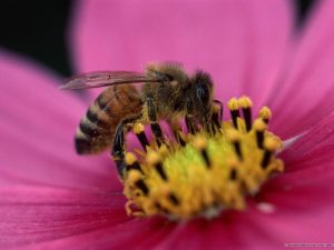 Why are honeybees such awesome creatures?