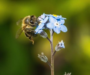 Why do bees forage?