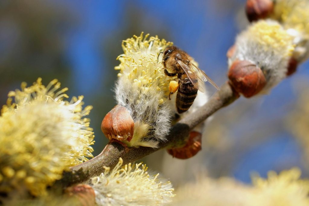 beepollinatingwillow