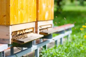 What are the benefits of beekeeping?