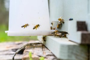 How do I choose a feeder to use with my hive?