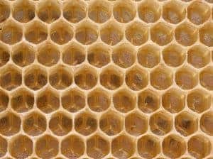 Introducing the PerfectBee Colony Beekeeping Forum