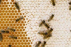 When is honey capped, and why does it matter for harvesting?