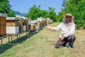 Why is beekeeping important?