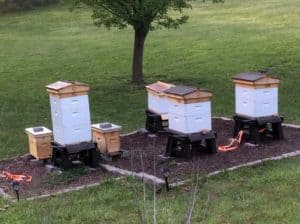 Installing a New Hive In Fall