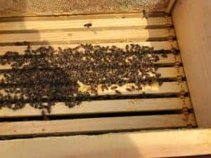 Combining Honeybee Colonies