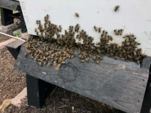 Honey in the Hive and a Rainy Summer