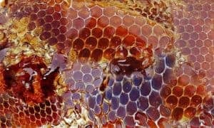 How much honey can a hive produce?