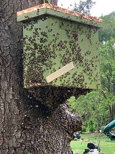 During & After a Honeybee Swarm
