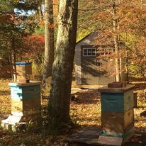 How to prepare your beehives for fall or winter after honey harvesting?