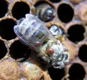 What should I do if Varroa counts are too high?