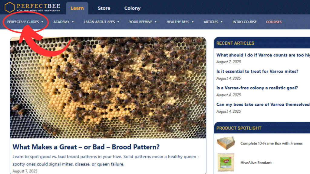 website guides launch